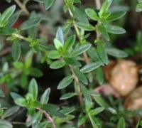 cubar-lekovita-bilja-svojstva-lek-caj