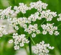 Kim Kim-Zacin-lekovito-seme-carum-carvi