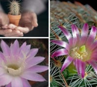 Nega kaktusa kaktusi-sukulenti-cvet