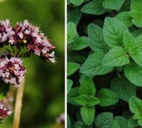 origano-seme-prodaja-uzgoj-nega-sadnja