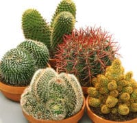 Struktura kaktusa struktura-kaktusa-cvet-prodaja