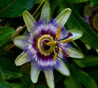 pasioflora-semena-cvece-prodaja-zemlja-biljka