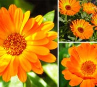 Neven Neven-seme-prodaja-začin-kupiti