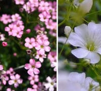 Šlajer Šlajer-seme-prodaja-uzgoj-beli-rozi