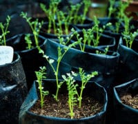 PVC kese za biljke kese-za-biljke-rasad-semena-prodaja