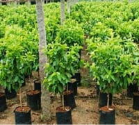 pvc-kese-rasad-cvece-seme-prodaja-oprema