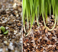 Vermikuli-cvetnabasta--preparati-negabiljka-oprema