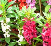 balsamina(lepi-dečko)-cvetnabasta-sadnja