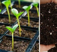 Supstrat sa agroperlitom supstrat-agroperlit-preparati-uzgoj-biljaka--cvetnabašta