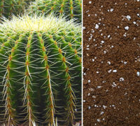 kaktusi-sukulenti-zemlja-prehrana-cvetna-basta-prodaja