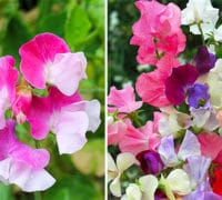 Mirisna grahorica Mirisna-grahorica-grašak-cvetnabašta-seme