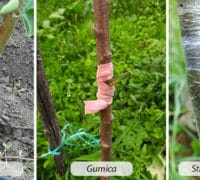 opremazakalemljenje-traka-folija-gumice-cveće-voće