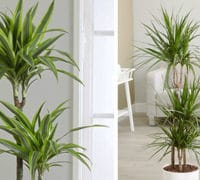 Dracena-marginata-cvetna-bašta